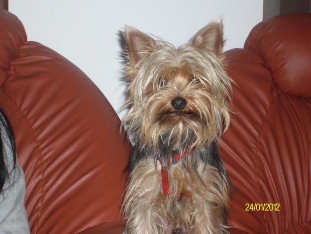 PUI DE CALITATE YORKSHIRE TERRIER - Pret | Preturi PUI DE CALITATE YORKSHIRE TERRIER