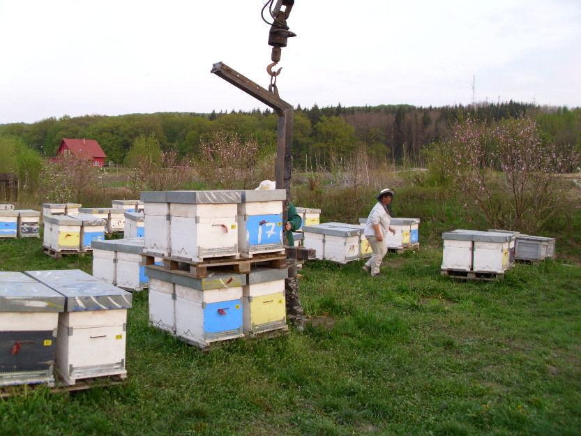 Vand pana la 100 familii de albine - Pret | Preturi Vand pana la 100 familii de albine