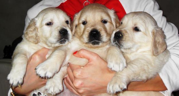 *** CATEI GOLDEN RETRIEVER*** - Pret | Preturi *** CATEI GOLDEN RETRIEVER***