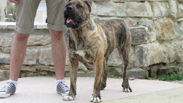 dogo canario 1 an si 5 luni - Pret | Preturi dogo canario 1 an si 5 luni