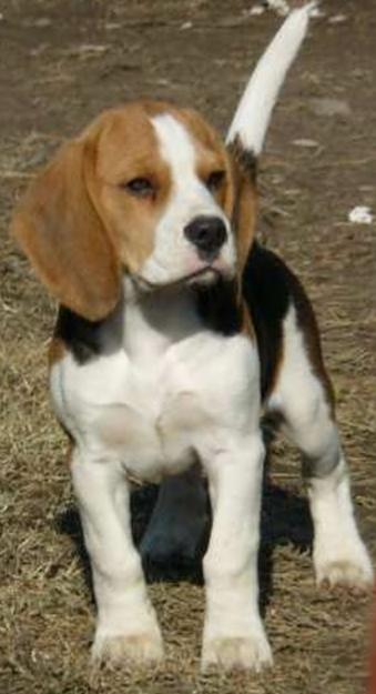 puiut beagle tricolor cu pedigree - Pret | Preturi puiut beagle tricolor cu pedigree