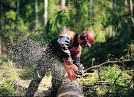 Cautam muncitori forestieri pt germania - Pret | Preturi Cautam muncitori forestieri pt germania