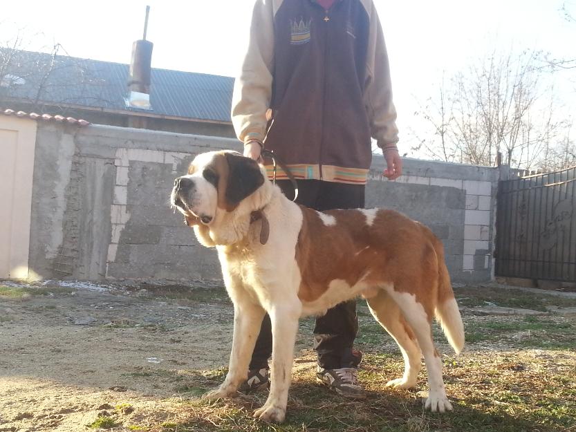 Mascul saint bernard - Pret | Preturi Mascul saint bernard