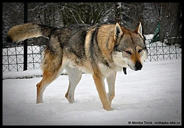 Catei lup cehoslovac (canisa Ceahlau Wolves) - Pret | Preturi Catei lup cehoslovac (canisa Ceahlau Wolves)