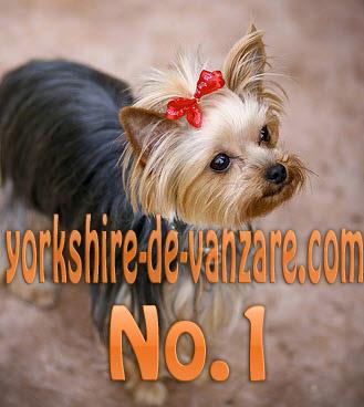 Catei Yorkshire Terrier Toy, Shih tzu, Westie, Bichon De Vanzare - Pret | Preturi Catei Yorkshire Terrier Toy, Shih tzu, Westie, Bichon De Vanzare