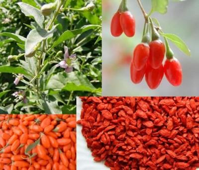 Infiitam plantatie de goji - Pret | Preturi Infiitam plantatie de goji