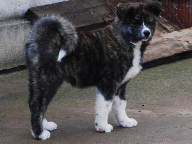 Pui akita inu - Pret | Preturi Pui akita inu