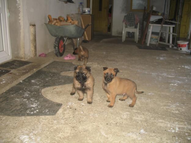  - Pret | Preturi 