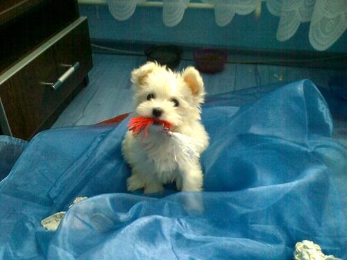 bichon maltez albi toy 600.ron. - Pret | Preturi bichon maltez albi toy 600.ron.