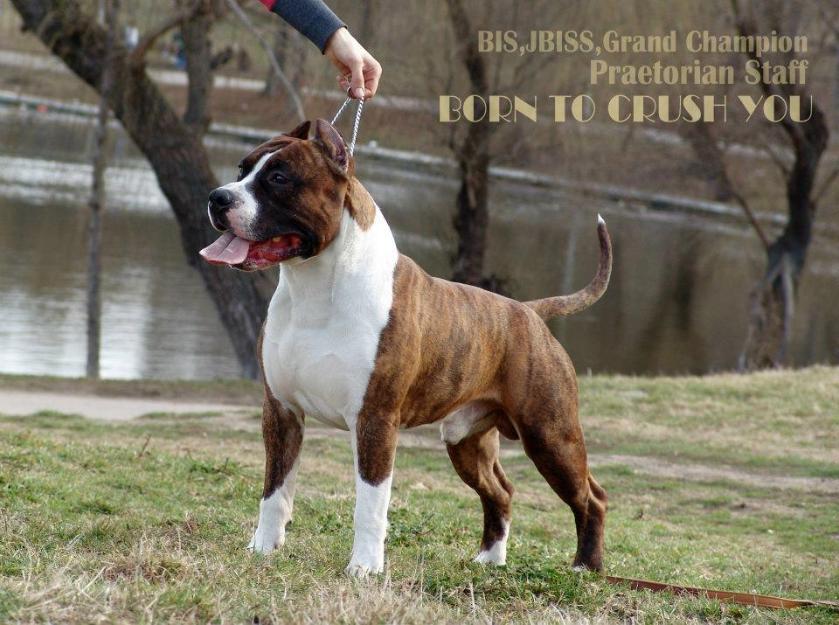 Pui American Staffordshire Terrier - top quality - Pret | Preturi Pui American Staffordshire Terrier - top quality