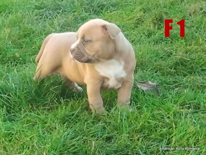 De vanzare American bully - Pret | Preturi De vanzare American bully