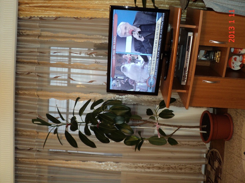 ficus - Pret | Preturi ficus
