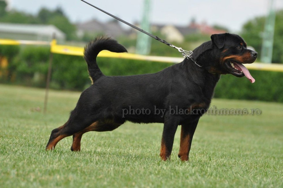 Ofer mascul rottweiler pentru monta - Pret | Preturi Ofer mascul rottweiler pentru monta