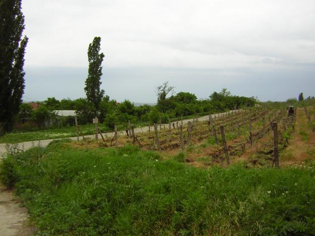 Vand teren, Stefanesti 7km dstanta de Pitesti - Pret | Preturi Vand teren, Stefanesti 7km dstanta de Pitesti