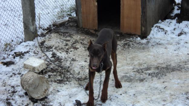 ocazie!!!!!dobermani maro ocazie!!!! - Pret | Preturi ocazie!!!!!dobermani maro ocazie!!!!