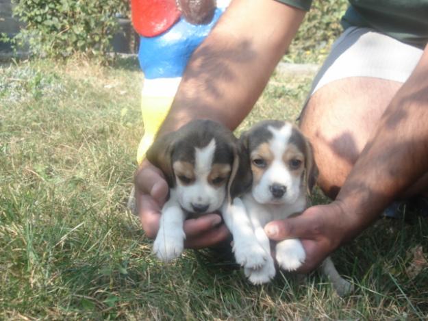 VAND PUI BEAGLE TRICOLORI - Pret | Preturi VAND PUI BEAGLE TRICOLORI