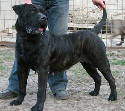 Dogo Canario catei - Pret | Preturi Dogo Canario catei