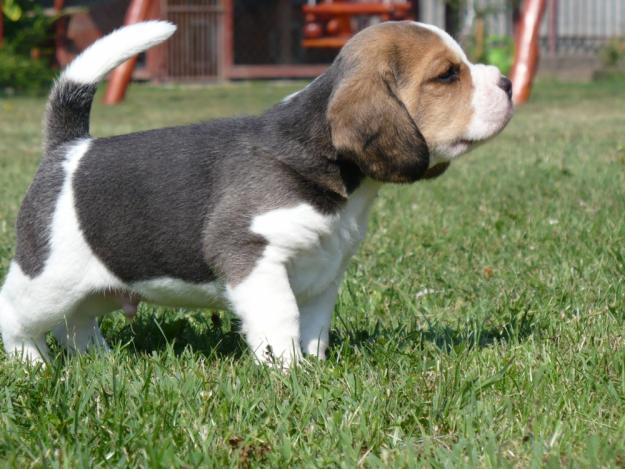 puiuti beagle tricolor cu pedigree - Pret | Preturi puiuti beagle tricolor cu pedigree