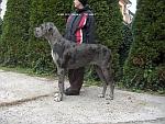 Catei Dog German - Pret | Preturi Catei Dog German