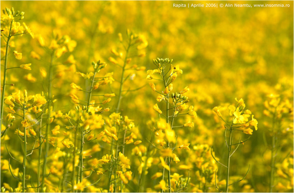 Ocazie! 9000 Ha Teren Agricol+Ferma si Utilaje - Pret | Preturi Ocazie! 9000 Ha Teren Agricol+Ferma si Utilaje