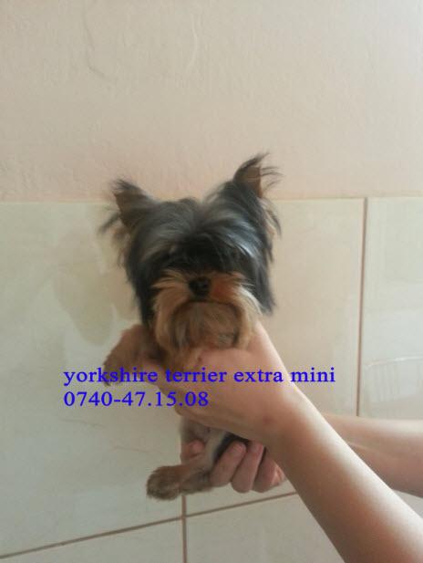 Yorkshire Terrier Extra small de Vanzare - Pret | Preturi Yorkshire Terrier Extra small de Vanzare