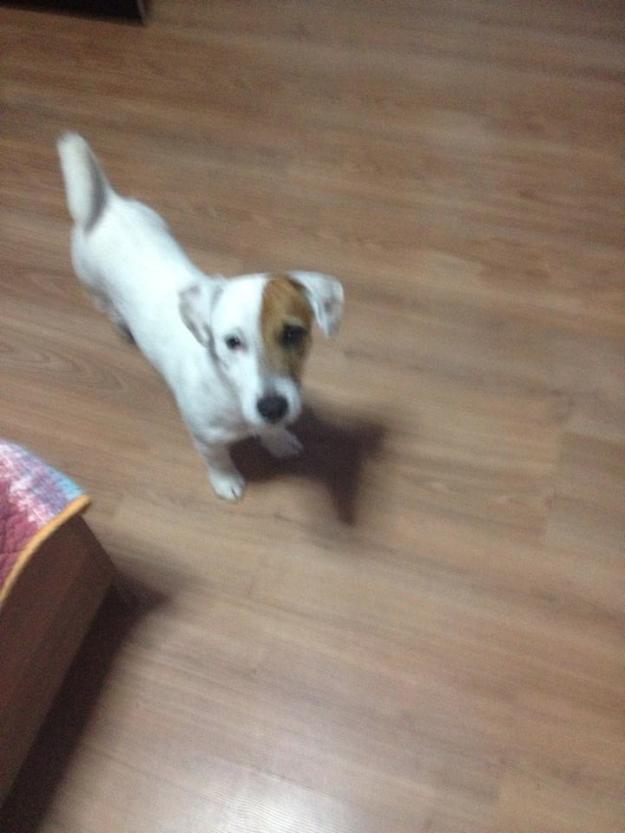 Jack russell - Pret | Preturi Jack russell