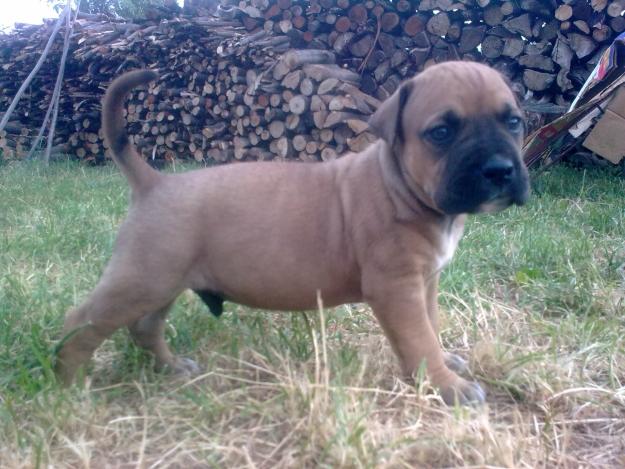 amstaff 1 mascul 100 e , 3 femele 50 e..nascuti in 15.06.2010., galbeni si maro tigrat - Pret | Preturi amstaff 1 mascul 100 e , 3 femele 50 e..nascuti in 15.06.2010., galbeni si maro tigrat