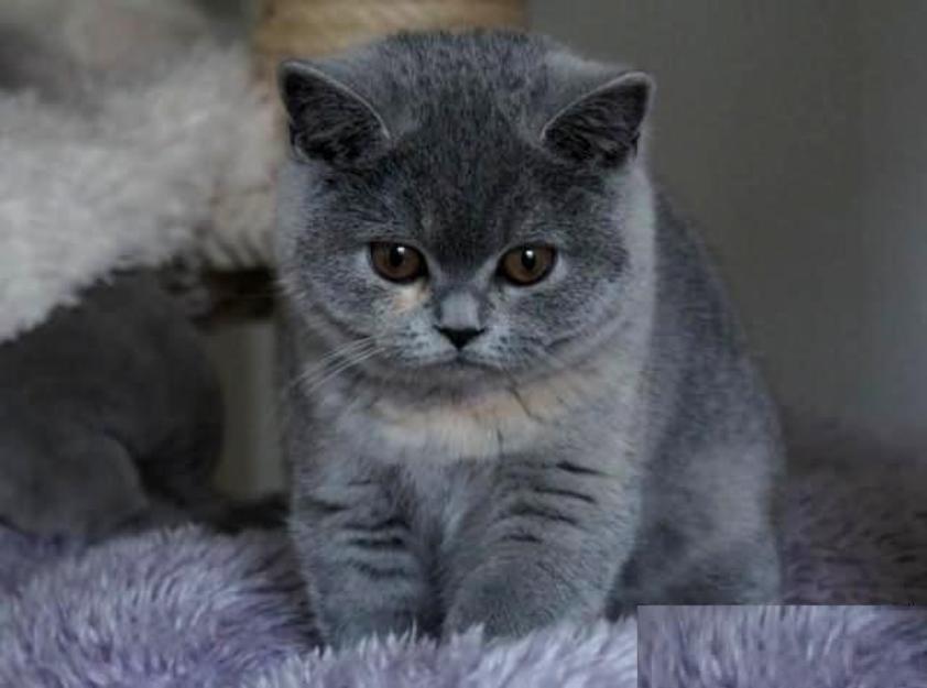 pisici british shorthair blue - Pret | Preturi pisici british shorthair blue