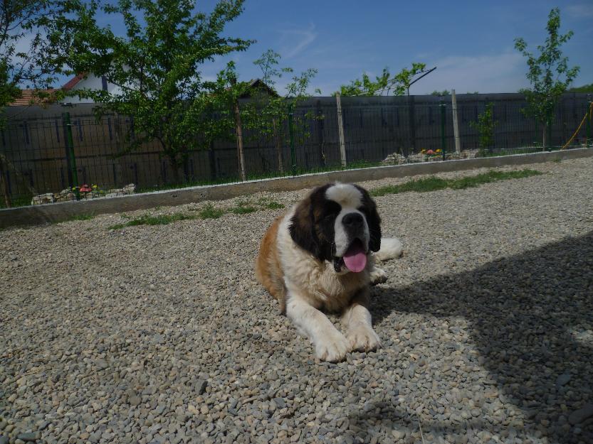 Vand caine Saint Bernard - Pret | Preturi Vand caine Saint Bernard