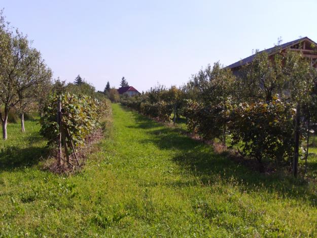 Vand gradina in Seini - Pret | Preturi Vand gradina in Seini