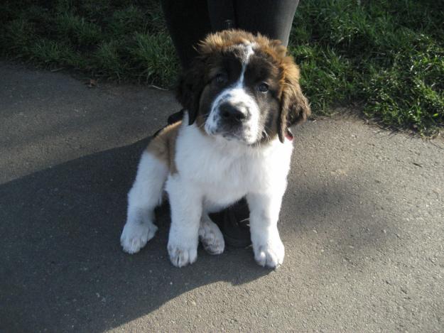 VAND SAINT BERNARD.OFERTA DE CRACIUN - Pret | Preturi VAND SAINT BERNARD.OFERTA DE CRACIUN