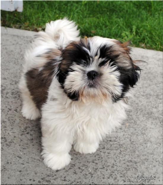 Vand Shih Tzu - Pret | Preturi Vand Shih Tzu