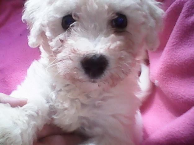 Cody mascul bichon frise - Pret | Preturi Cody mascul bichon frise