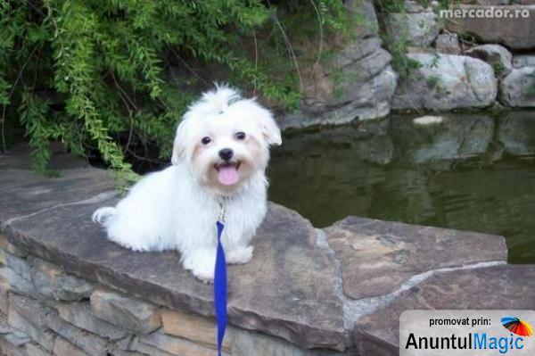 vand pui bichon maltez albi si bichon havanez maro, negrii, albi cu pete - Pret | Preturi vand pui bichon maltez albi si bichon havanez maro, negrii, albi cu pete