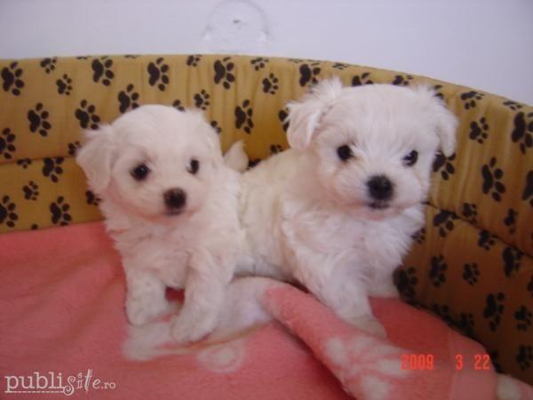 bichon albi de talie mica - Pret | Preturi bichon albi de talie mica