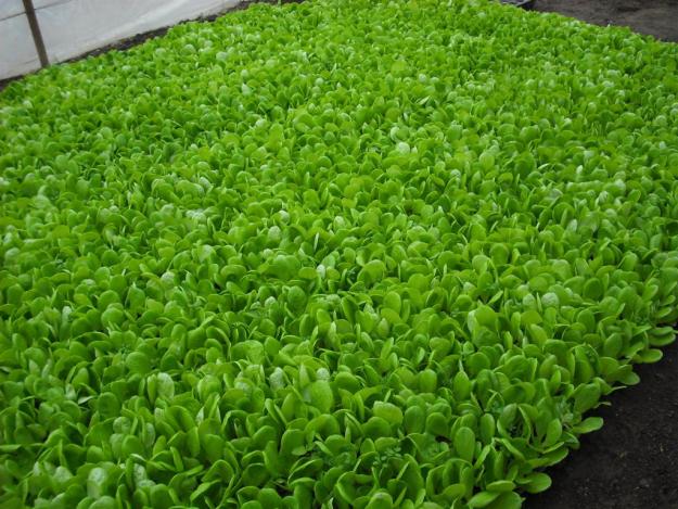 Vand rasad de salata verde la cub 2012 - Pret | Preturi Vand rasad de salata verde la cub 2012