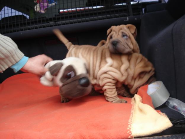 Pui Shar pei adevarati - Pret | Preturi Pui Shar pei adevarati