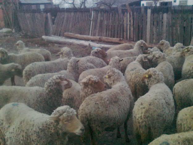 Vand 50 de oi tigaii rustii urgent - Pret | Preturi Vand 50 de oi tigaii rustii urgent