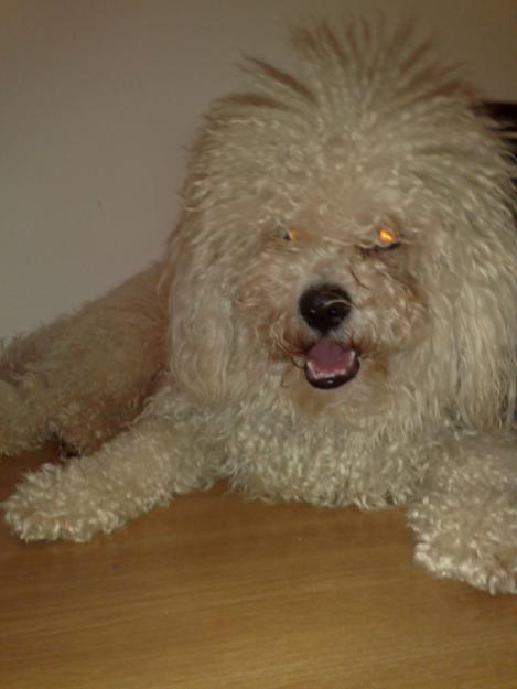 Bichon Fritz - Pret | Preturi Bichon Fritz