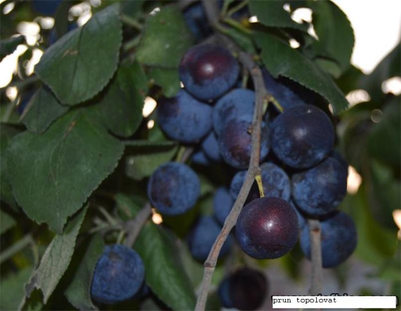 de vanzare pomi fructiferi - Pret | Preturi de vanzare pomi fructiferi