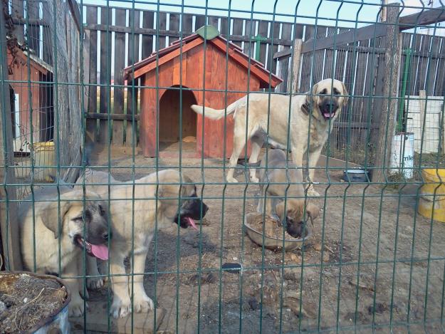 vand pui mastiff spaniol - Pret | Preturi vand pui mastiff spaniol