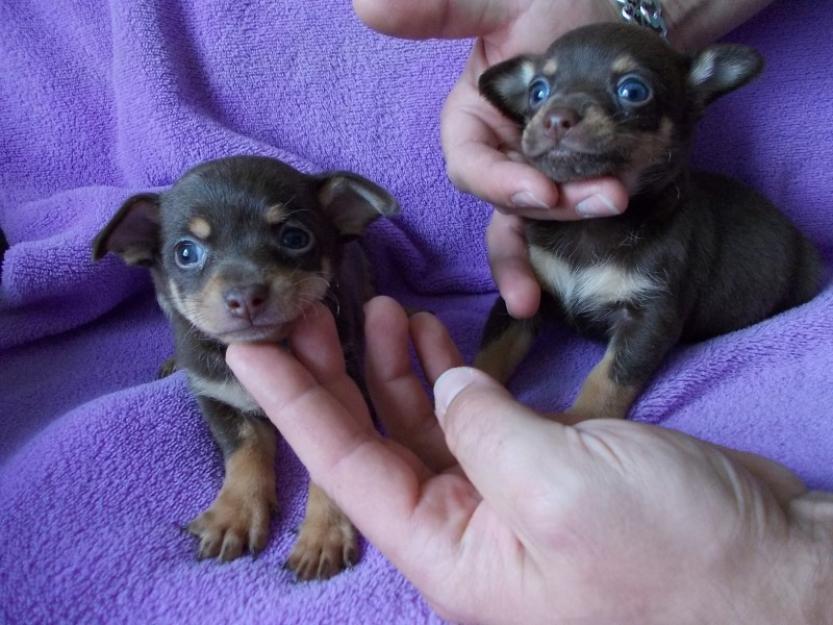 pinscher pitic catei de vanzare - Pret | Preturi pinscher pitic catei de vanzare