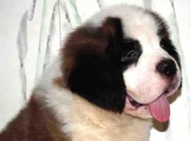 Vindem catelusi SAINT BERNARD de rasa pura - Pret | Preturi Vindem catelusi SAINT BERNARD de rasa pura