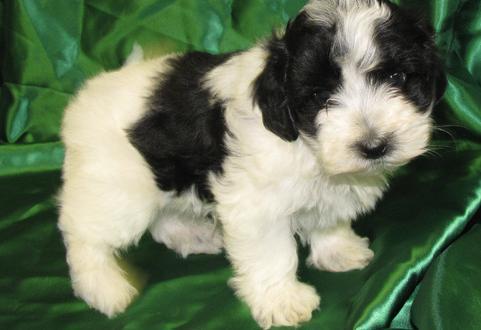 bichon havanez 400 ron - Pret | Preturi bichon havanez 400 ron