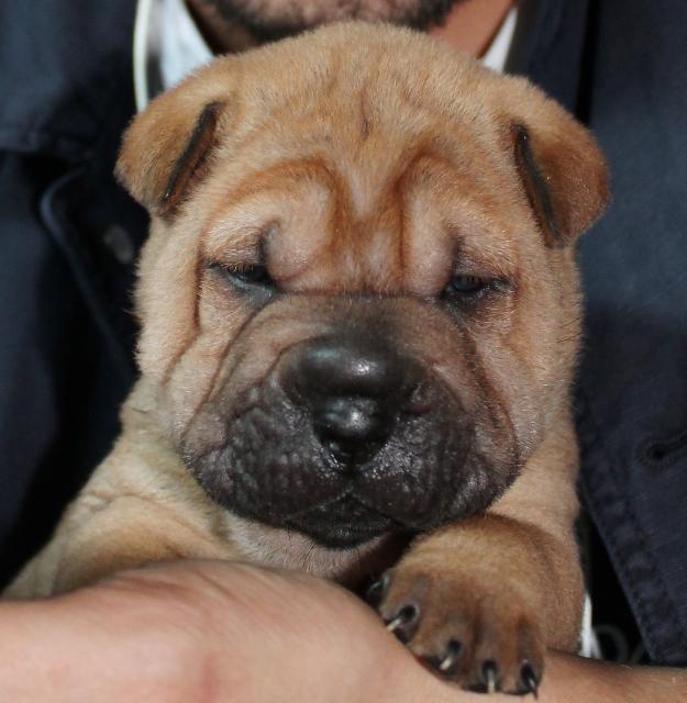 Oferta catelusi shar pei de sarbatori - Pret | Preturi Oferta catelusi shar pei de sarbatori