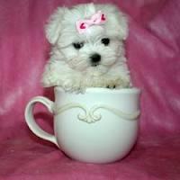 Pui Bichon Maltese - Pret | Preturi Pui Bichon Maltese