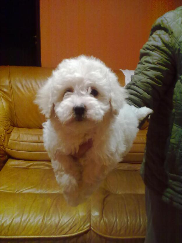 vand bichon frise! - Pret | Preturi vand bichon frise!