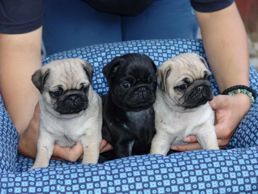Mops Pug - Pret | Preturi Mops Pug