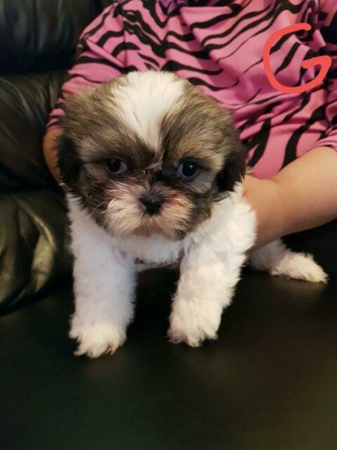 Păpuși Shih tzu magnific, pregătiți pentru adopție - Pret | Preturi Păpuși Shih tzu magnific, pregătiți pentru adopție