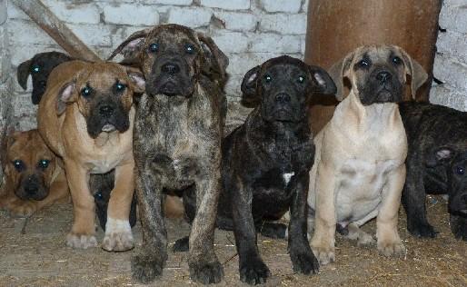 VAND 8 CATEI DOGO CANARIO - Pret | Preturi VAND 8 CATEI DOGO CANARIO